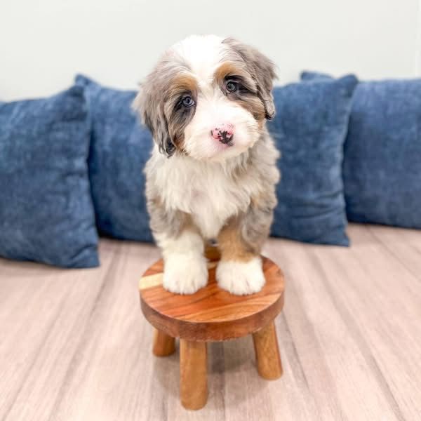 Bella Bernedoodle Puppy
