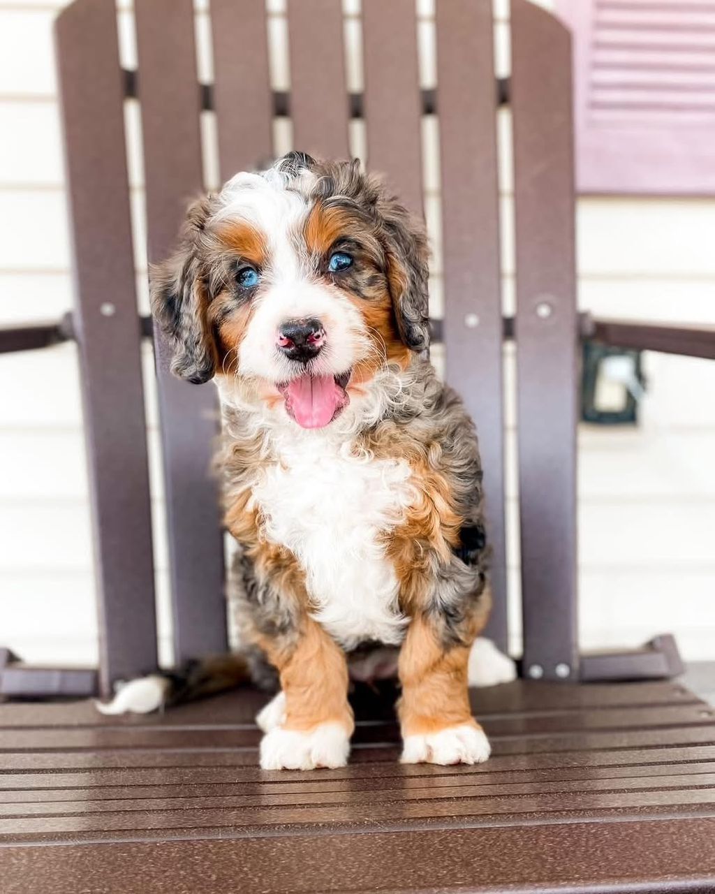 Charlie Bernedoodle Puppy
