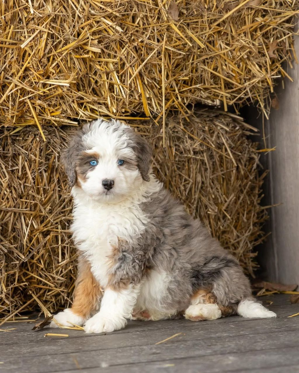 Lucy Bernedoodle Puppy