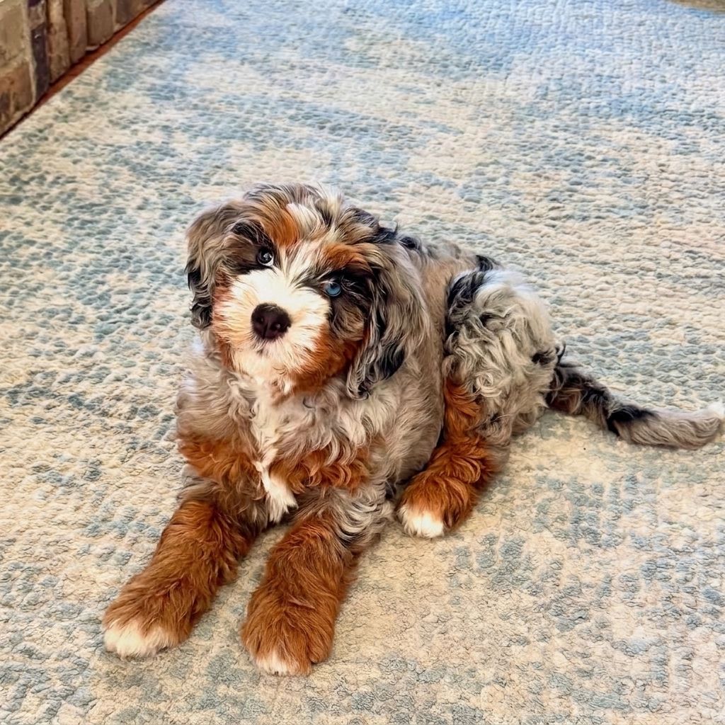 Lola