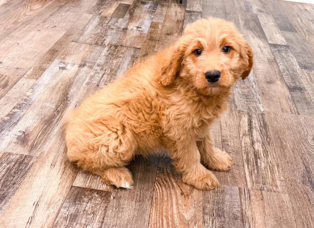 Ruger
