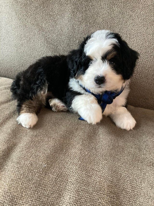 Sammy