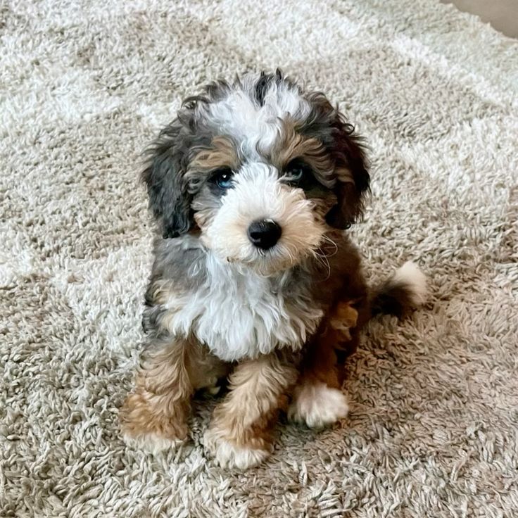 Stella